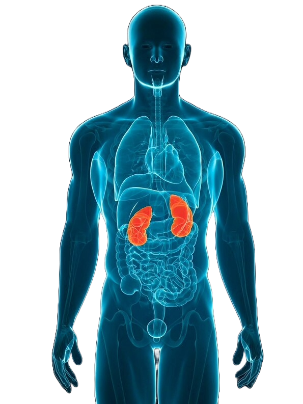 [https___freepicdownloader.com_]-3d-anatomical-illustration-human-kidneys-medium